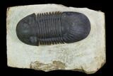 Bargain, Paralejurus Trilobite - Atchana, Morocco #126998-2